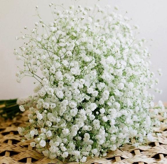 top những loại hoa trang trí đám cưới hoa baby