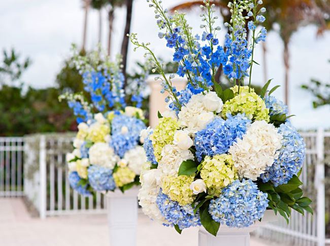 Hoa cẩm tú cầm - loài hoa trang trí đám cưới