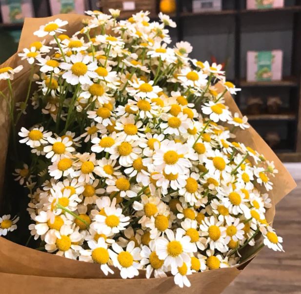 Hoa cúc họa mi trang trí đám cưới 