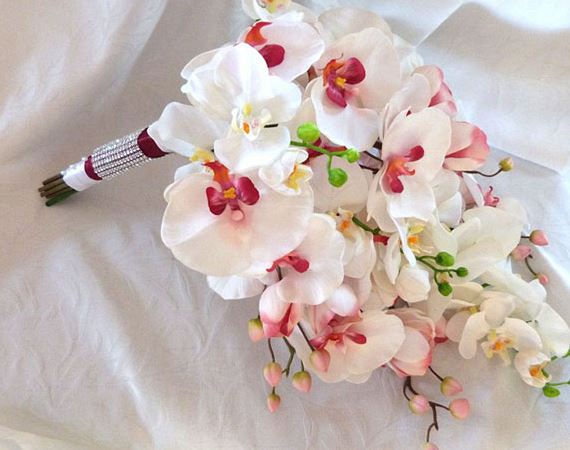 Hoa lan hồ điệp