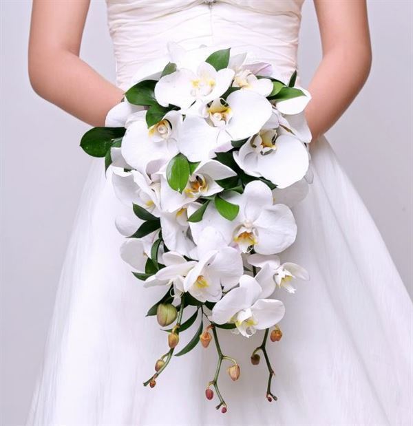 hoa lan cưới