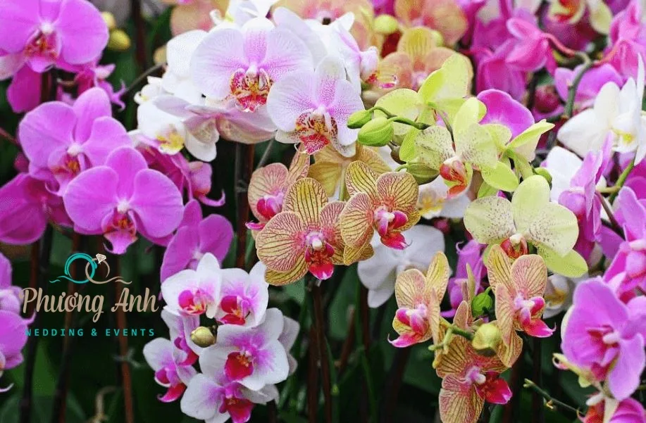trang trí đám cưới bằng hoa lan hồ điệp