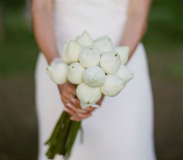 hoa sen trắng cưới