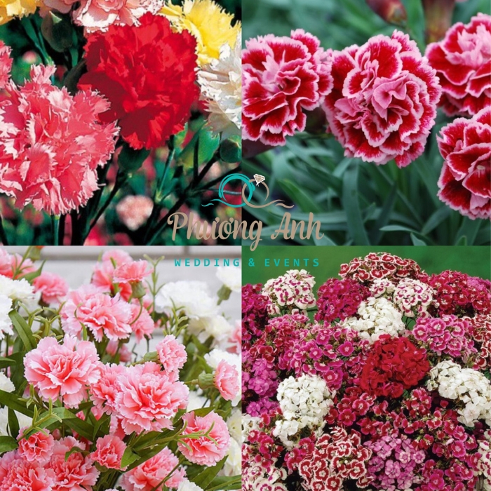 trang trí đám cưới bằng hoa cẩm chướng