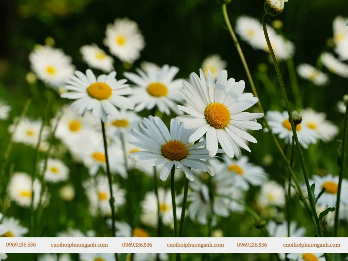 Hoa cúc họa mi trang trí đám cưới - Hạnh phúc, thịnh vượng